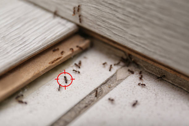 Insect Control in Sutherlin, OR