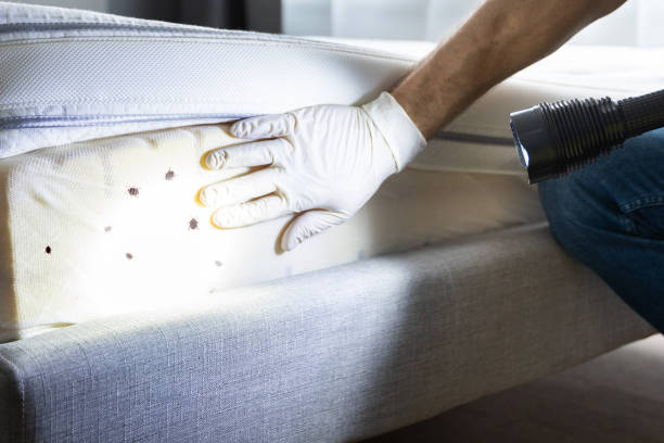 Best Local Pest Control Services  in Sutherlin, OR