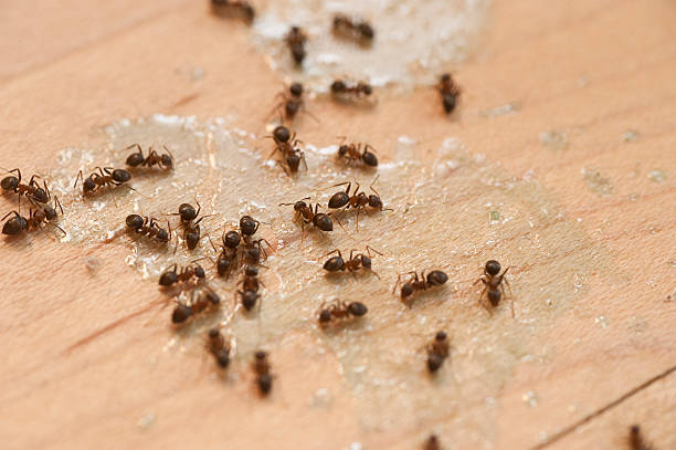 Best Affordable Exterminators  in Sutherlin, OR